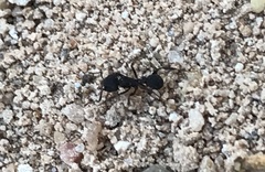 Trachymyrmex smithi