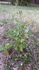 Solanum pseudocapsicum