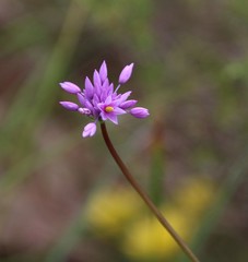 Sowerbaea laxiflora
