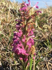 Pedicularis lanata
