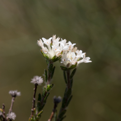 Pimelea phylicoides