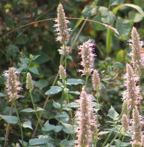 Agastache urticifolia