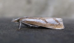 Catoptria latiradiellus