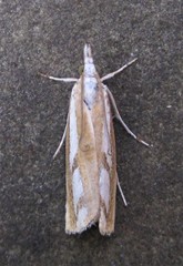 Catoptria latiradiellus
