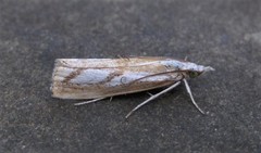Catoptria latiradiellus