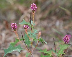 Grevillea quercifolia