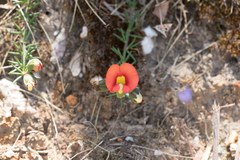 Gompholobium ecostatum
