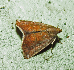 Amyna bullula