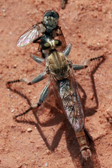 Proctacanthella