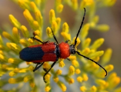Crossidius coralinus