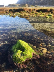 Ulvaceae