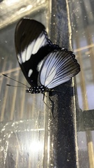 Hypolimnas anthedon anthedon