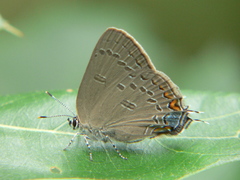 Satyrium edwardsii