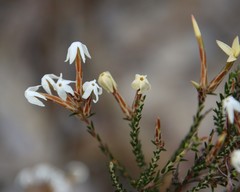Lysinema pentapetalum