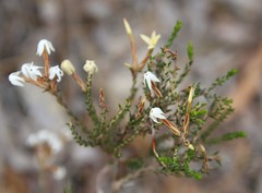 Lysinema pentapetalum