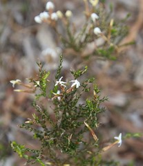Lysinema pentapetalum