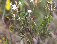 Lysinema pentapetalum