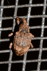 Conotrachelus seniculus