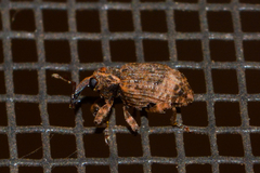 Conotrachelus seniculus