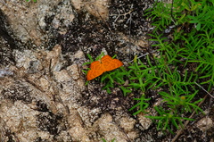 Emesis vulpina