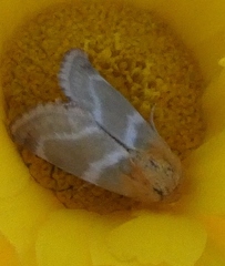 Schinia miniana