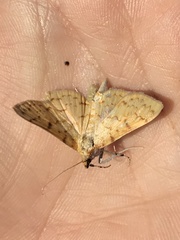 Polygrammodes flavidalis