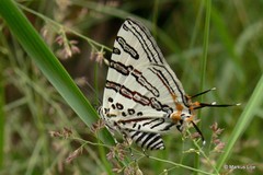 Cigaritis natalensis