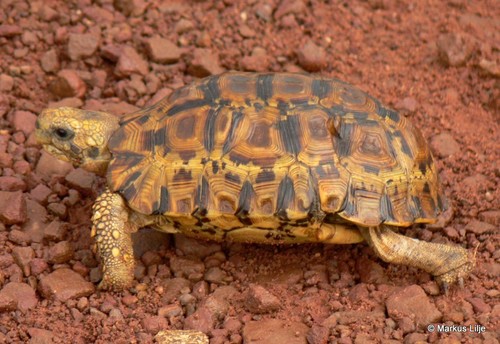 Lobatse Hingeback Tortoise (Turtles and Tortoises of Southern Africa ...