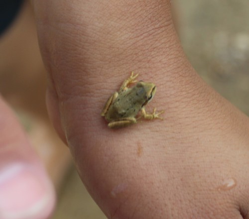 Pacific chorus frog photographed in Idaho