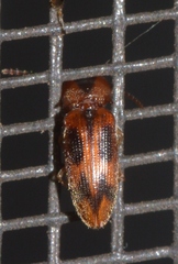 Aeolus scutellatus