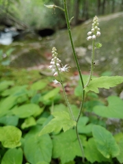 Tiarella nautila