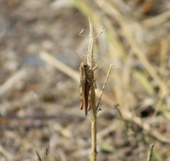 Melanoplus packardii