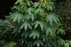 Gyrocarpus jatrophifolius