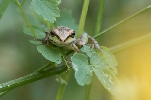 iNaturalist observation photo of Pacific chorus frog