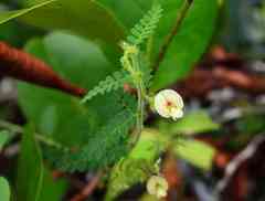 Aeschynomene histrix