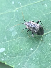 Orthotylinae