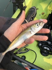 Trachurus symmetricus