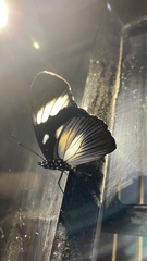 Hypolimnas anthedon anthedon