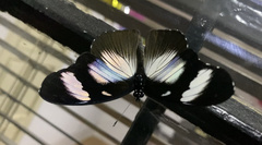 Hypolimnas anthedon anthedon