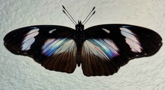 Hypolimnas anthedon anthedon