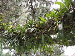 Bulbophyllum vaginatum