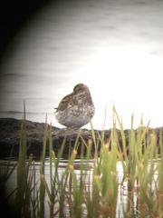 Calidris ptilocnemis couesi