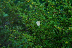 Aphrissa statira statira