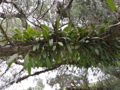 Bulbophyllum vaginatum