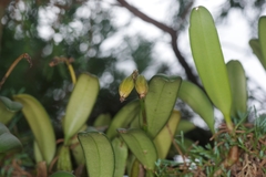 Bulbophyllum vaginatum