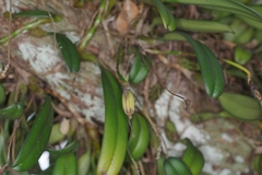 Bulbophyllum vaginatum