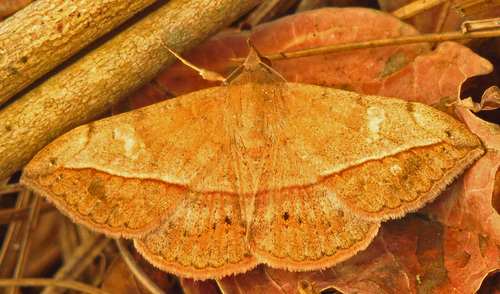 Velvetbean Caterpillar Moth photo 6