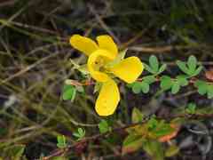 Chamaecrista ramosa