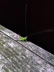 Orchelimum pulchellum