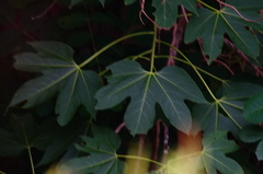 Gyrocarpus jatrophifolius